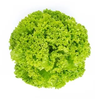 Compra LECHUGA LUNGAVILLA RZ Pildorada (5.000 Sermillas). en la tienda online Fito Agrícola