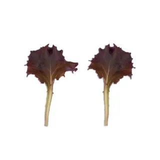 Compra LECHUGA MANILA (5 Kgr.) en la tienda online Fito Agrícola