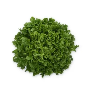 Compra LECHUGA MISTERGUS RZ Pildorada (5.000 Semillas). en la tienda online Fito Agrícola