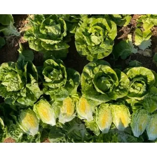 Compra LECHUGA MONTESINA Pildorada (10.000 Semillas). en la tienda online Fito Agrícola