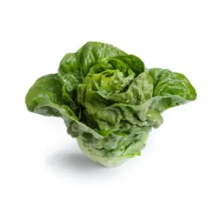 Compra LECHUGA MUROS RZ Pildorada (5.000 Semillas). en la tienda online Fito Agrícola