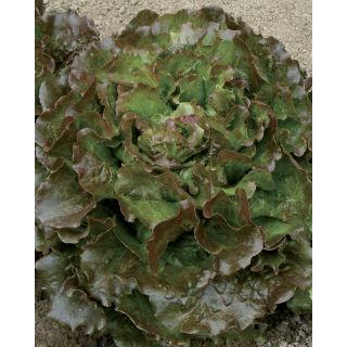 Compra LECHUGA NAUPLUS Pildorada (25.000 Semillas). en la tienda online Fito Agrícola