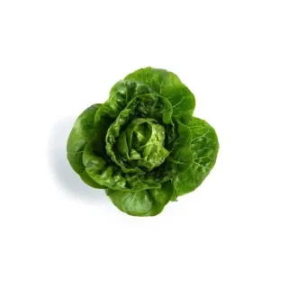 Compra LECHUGA ONIL RZ Pildorada (5.000 Semillas). en la tienda online Fito Agrícola