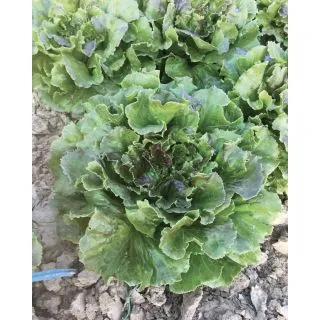 Compra LECHUGA ROS OR® Pildorada (25.000 Semillas). en la tienda online Fito Agrícola