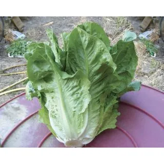 Compra LECHUGA SIRTE OR® Pildorada (5.000 Semillas). en la tienda online Fito Agrícola