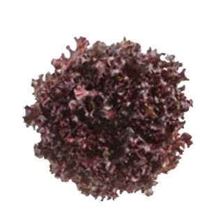 Compra LECHUGA REDIGO 3 Pildorada (5.000 Semillas) en la tienda online Fito Agrícola