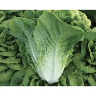 Compra LECHUGA REGINA DELL'ORTO Pildorada (5.000 Semillas) en la tienda online Fito Agrícola