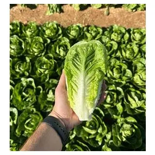 Compra LECHUGA ROMIEU 22772 Pildorada Sphera (25.000 Semillas) en la tienda online Fito Agrícola