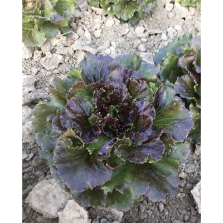 Compra LECHUGA ROSPLUS Pildorada (25.000 Semillas). en la tienda online Fito Agrícola