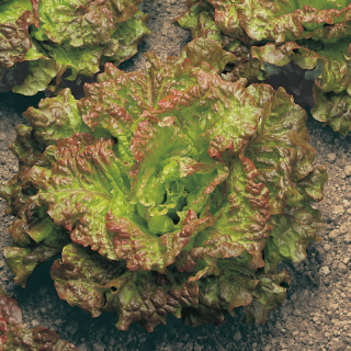 Compra LECHUGA ROSSA DI TRENTO Pildorada (5.000 Semillas) en la tienda online Fito Agrícola