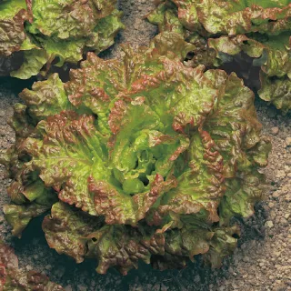 Compra LECHUGA ROSSA DI TRENTO Pildorada (5.000 Semillas) en la tienda online Fito Agrícola