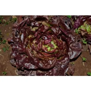 Compra LECHUGA ROXY Pildorada (10.000 Semillas) en la tienda online Fito Agrícola