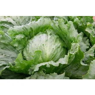 Compra LECHUGA SAONA Pildorada Sphera (25.000 Semillas) en la tienda online Fito Agrícola