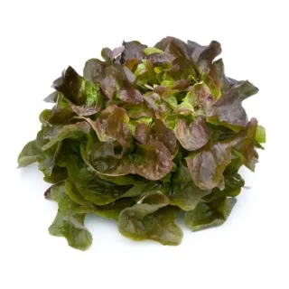 Compra LECHUGA SHENTAÏ RZ Pildorada (5.000 Semillas). en la tienda online Fito Agrícola