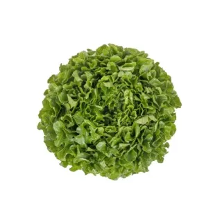Compra LECHUGA SHEPARD RZ Pildorada (5.000 Semillas). en la tienda online Fito Agrícola