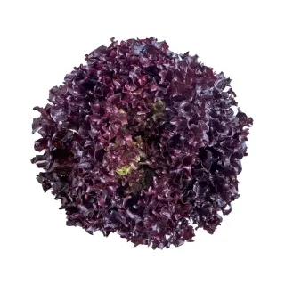 Compra LECHUGA SUNGARI RZ Pildorada (5.000 Semillas). en la tienda online Fito Agrícola