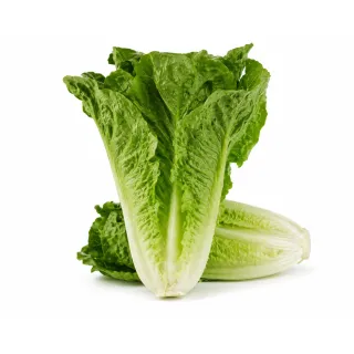 Compra LECHUGA YAMBU Píldora Sphera (25.000 Semillas) en la tienda online Fito Agrícola