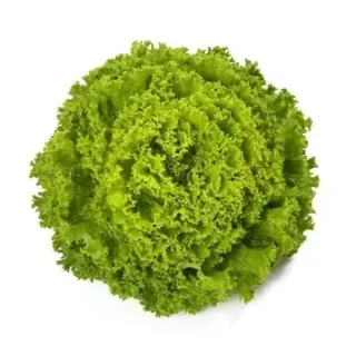 Compra LECHUGA TOURBILLON RZ Pildorada (5.000 Semillas). en la tienda online Fito Agrícola