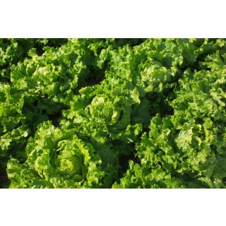 Compra LECHUGA TRIATHLON RZ Pildorada (5.000 Semillas). en la tienda online Fito Agrícola