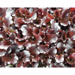 Compra LECHUGA TT SUBLIME (500 gr.). en la tienda online Fito Agrícola