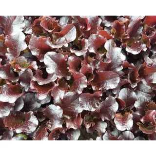 Compra LECHUGA TT SUBLIME (500 gr.). en la tienda online Fito Agrícola