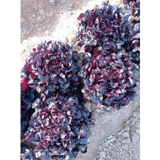 Compra LECHUGA VIRUNGA Pildorada (5.000 Semillas) en la tienda online Fito Agrícola