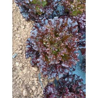 Compra LECHUGA VITORINA Pildorada (1.000 Semillas) en la tienda online Fito Agrícola