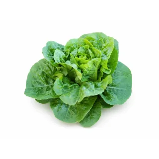 Compra LECHUGA YAMBU Píldora Sphera (25.000 Semillas) en la tienda online Fito Agrícola
