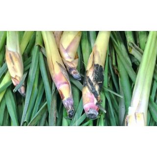 Compra LEMONGRASS - HIERBA LIMÓN (10 gr.). en la tienda online Fito Agrícola