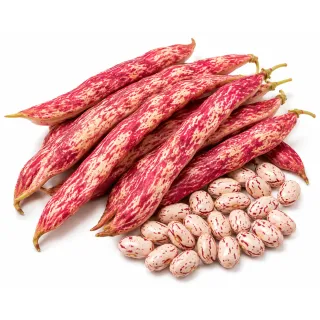 Compra JUDÍA LENGUA DE FUEGO 3 - Sel. Extra (100 gr.) en la tienda online Fito Agrícola