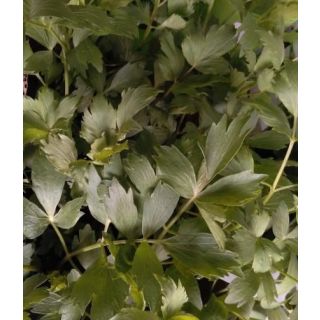 Compra APIO DE MONTAÑA (500 gr.) en la tienda online Fito Agrícola