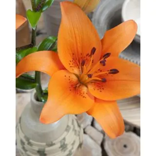 Compra LILIUM ORANGE ASIATICO (50 Unidades). en la tienda online Fito Agrícola