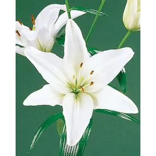 Compra LILIUM WHITE ASIATICO (50 Unidades). en la tienda online Fito Agrícola