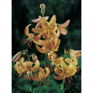 Compra LILIUM MARTAGON GUINEA GOLD (25 Unidades). en la tienda online Fito Agrícola