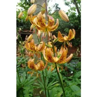 Compra LILIUM SUNNY MORNING (50 Unid.). en la tienda online Fito Agrícola