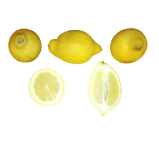 Compra LIMONERO VERNA 51 - 17 en la tienda online Fito Agrícola