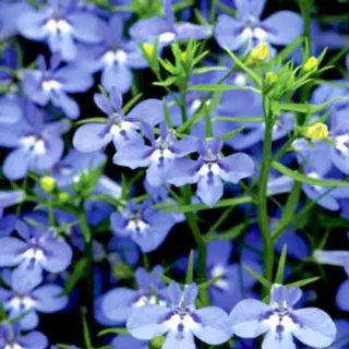 Compra LOBELIA AQUA BLUE Peliculada (1000 Semillas). en la tienda online Fito Agrícola