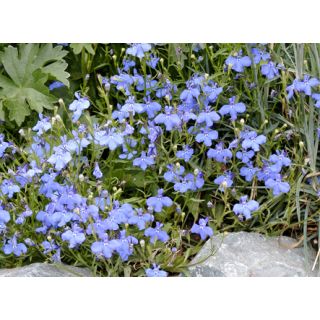 Compra LOBELIA PENDULA FOUNTAIN BLUE IMPROVED Peliculada (1000 Semillas) en la tienda online Fito Agrícola