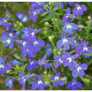 Compra LOBELIA UPRIGHT DEEP BLUE Peliculada (1000 Semillas) en la tienda online Fito Agrícola