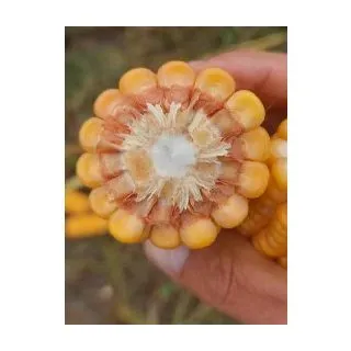 Compra MAÍZ VALLAT Ciclo 200-260 Sin Tratar (50.000 Semillas) en la tienda online Fito Agrícola