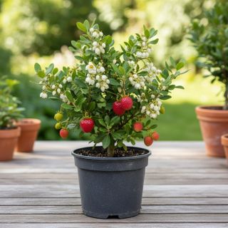 Compra MADROÑO en la tienda online Fito Agrícola