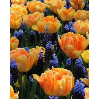 Compra MAGNIFICENT DUO (100 Unid.). en la tienda online Fito Agrícola