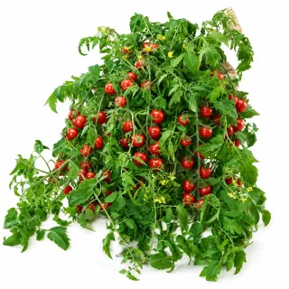 Compra TOMATE 25 F1|Magnúsa (1.000 Semillas). en la tienda online Fito Agrícola