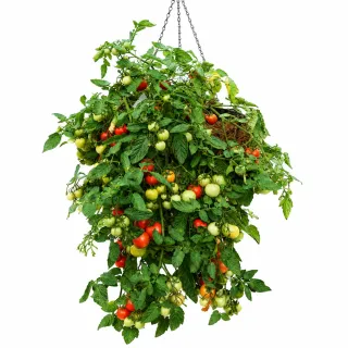 Compra TOMATE 100 F1|Magnúsa (1.000 Semillas). en la tienda online Fito Agrícola
