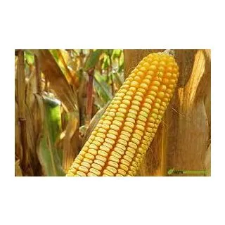 Compra MAÍZ BONFIRE Ciclo 300 Sin Tratar (50.000 Semillas) en la tienda online Fito Agrícola