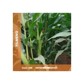 Compra MAÍZ FILMENO Ciclo 290 (50.000 Semillas) en la tienda online Fito Agrícola