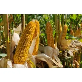 Compra MAÍZ TALABOR Ciclo 400 Sin Tratar (50.000 Semillas) en la tienda online Fito Agrícola