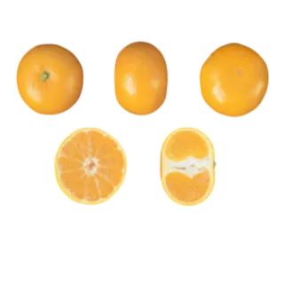 Compra MANDARINO SATSUMO OKITSU - 17 en la tienda online Fito Agrícola