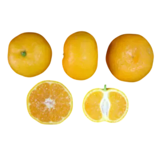 Compra MANDARINO SATSUMO OWARI - 17 en la tienda online Fito Agrícola