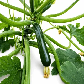 Compra CALABACIN MANTICO F1 (1.000 Semillas). en la tienda online Fito Agrícola